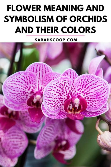 More Than a Flower: The Hidden Meaning of Orchids in Chinese 